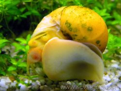 Pomacea Bridgesii la munca