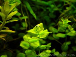 Pearling 2