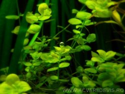 Pearling 3
