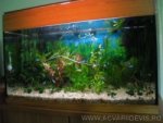 The Aquarium