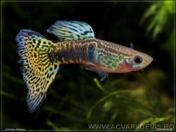 guppy