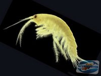 hrana-si-hranirea-pestilor