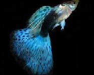 HoploSternum