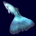 detin_sange_rosu_albastru