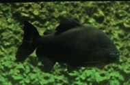 Mako