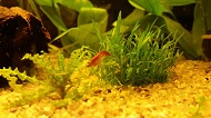 marius_calboreanu