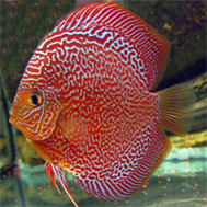 puiutu