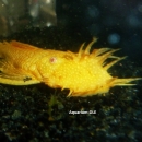 alexandrufloriannica