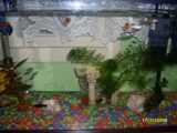 ajutor-guppy