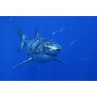 sharky