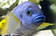 gregorio