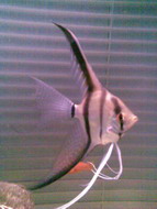 acvariudevis