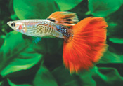 guppy