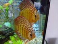 siracan
