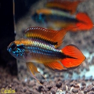 catalos