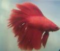BeTTa