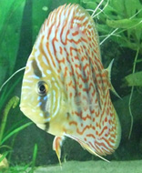 sorinhc