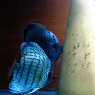 gigione