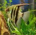 MARIUS200L