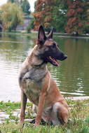 Malinois