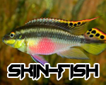 Skin-Fish