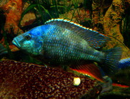 ciclideafricanemalawi