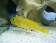floriandani