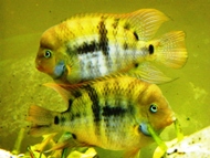 scarabell