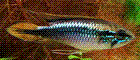 cibserg