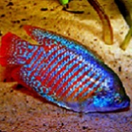 Petreanum