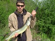Maver
