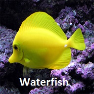Waterfish