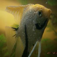 AnghelIonut