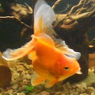Mariusg
