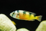 teologos