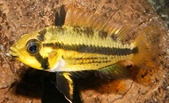 Corydoras