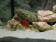 BMihai
