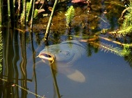 Rick