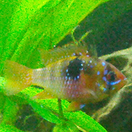 WEBERPETRUALEXANDRU