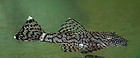 KATANA