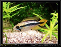 acvariu img