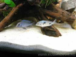 acvariu img