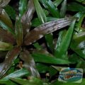 feste img