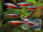 editia-a-iii-a-characidae