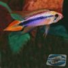 apistogramma-agassizii