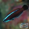 pseudodax-moluccanus