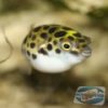 tetraodon-nigroviridis