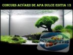 concurs-acvarii-editia-13
