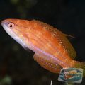 paracheilinus-flavianalis