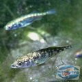 gasterosteus-aculeatus-aculeatus